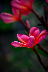 Artistic Close Up Vivid Pink Plumeria Frangipani Blossom Flower Tropical Nature