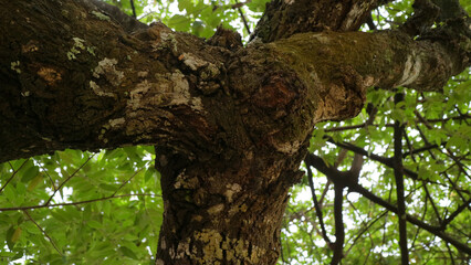 Close Up of Tree Trunk with Green Leaves
