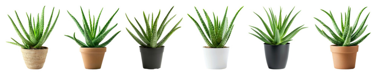 PNG Succulent plants in diverse pots, element set on transparent background