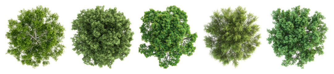 Top view lush green trees