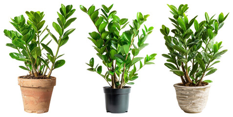 Three vibrant potted plants