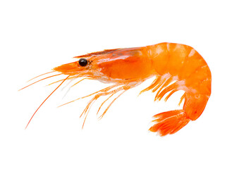 Single cooked shrimp, isolated on a transparent background, PNG