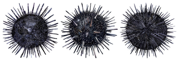 Spiky sea urchin illustration