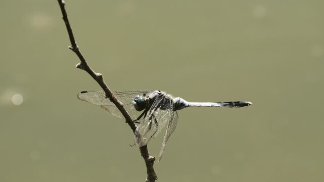 Tokyo, Japan - September 10, 2025: Closeup of  Anax parthenope julius Brauer or Lesser Emperor