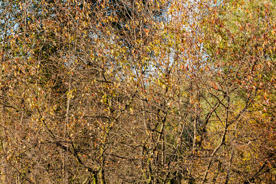 Dense thicket of autumn trees with sparse leaves