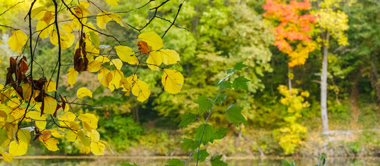 Colorful autumn foliage by a forest river