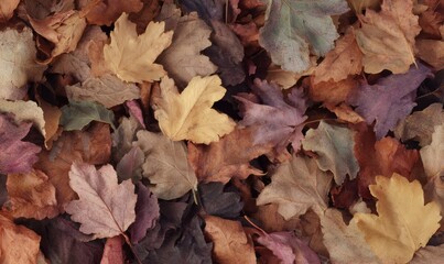 Premium Authentic Autumn Fallen Leaves Natural Texture with Diverse Seasonal Colors for Modern Marketing Social Media and Lifestyle Content Campaigns
