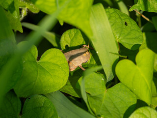 茂みに隠れたバッタ
