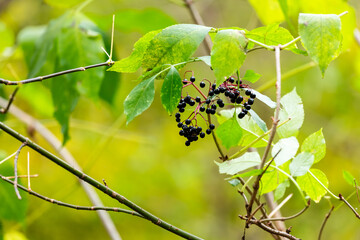 Black elderberries growing on green leafy branch