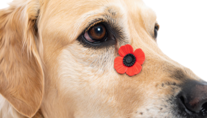 A golden retriever with a poppy flower on its nose, set against a black background, evokes themes of remembrance and loyalty.