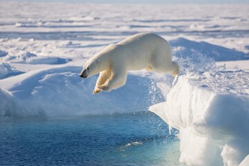 Naklejka premium Premium Arctic Polar Bear Leaping into Icy Water Authentic Wildlife Adventure Content for Nature Marketing and Social Media Campaigns