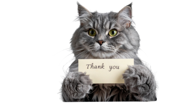 A fluffy gray cat holds a card that says "Thank you," showcasing its expressive eyes and soft fur.