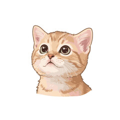 cute cat realistic illustration