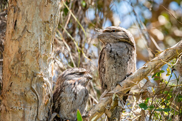 Tawny frogmouth owls in a tree
