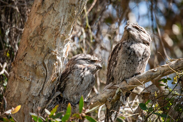 Tawny frogmouth owls in a tree