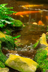Colorful koi fish swimming gracefully in clear water with natural reflections. Ideal for backgrounds, cafe and nature themes, design projects, or relaxing visual concepts.