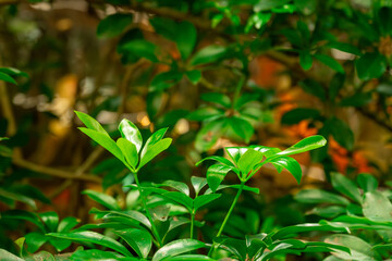 Colorful koi fish swimming gracefully in clear water with natural reflections. Ideal for backgrounds, cafe and nature themes, design projects, or relaxing visual concepts.