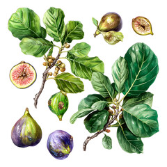 Exquisite watercolor illustration of fresh figs and vibrant fig tree foliage