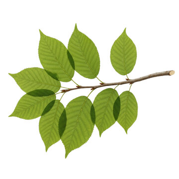 Fresh green leaves on a branch, perfect for nature, spring, and botanical designs