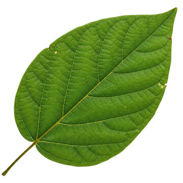 Vibrant green leaf with intricate textures, perfect for nature, health, and eco-friendly themes