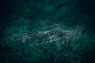 A close up of a dry meadow plant with spider web and rain drops