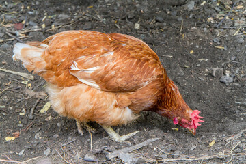 An adult red hen pecks food on the ground. Poultry laying hen