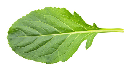 Obraz premium Single vibrant green leaf isolated on white.