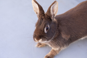 うさぎ・Rabbit