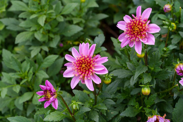Obraz premium Close-up photo of a pink dahlia flower blooming in spring.