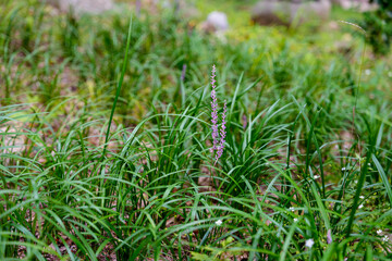 Close-up of purple Lilyturf (Liriope platyphylla) flowers blooming in spring.