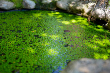 Close-up of green duckweed (Spirodela polyrhiza) leaves growing in a small pond.