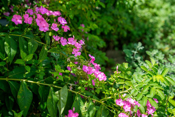 Fototapeta premium Close-up photo of pink phlox flowers in full bloom in spring.