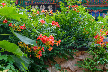 A view of red Chinese trumpet creeper flowers in full bloom at Girimsa Temple, an old cultural heritage site in Gyeongju, Korea.