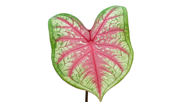 Caladium leaf vibrant pink green leaf.