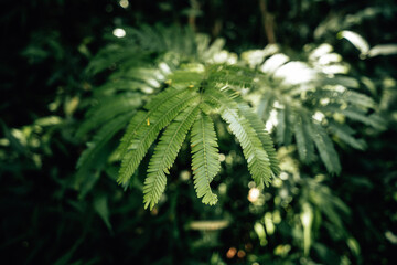 Green leaves in the forest, leaves in nature