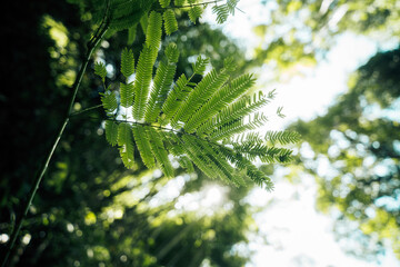 Green leaves in the forest, leaves in nature