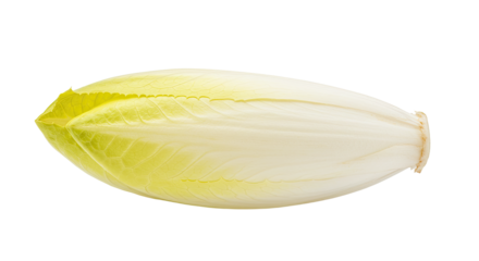 Close up of single fresh endive leaf.