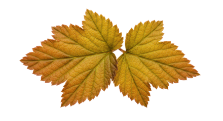 Close up of two autumnal yellow leaves.