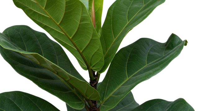 Close up of vibrant green fiddle leaf fig plant.