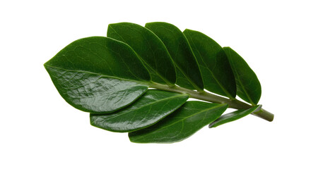Close up of vibrant green plant leaf.