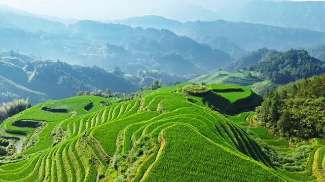 Summer scenery of Longji Terraced Fields with rolling hills in Guilin, Guangxi Province, China.