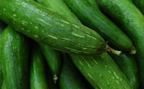 Fresh organic ridge gourd (tori) with natural green skin,  close up shot showing texture and freshness, healthy seasonal vegetable rich in nutrients, perfect for food, agriculture and market concept