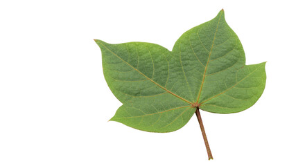 Fototapeta premium Closeup of a vibrant green cotton leaf.