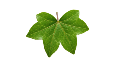 Closeup of a vibrant green ivy leaf.