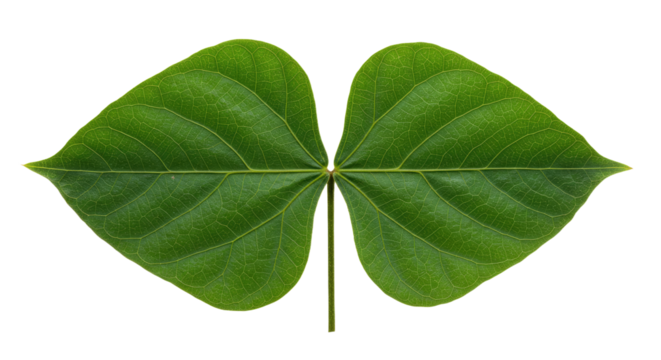 Closeup of a vibrant green leaf with two heart shaped lobes.