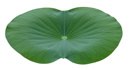 Closeup of a vibrant green lily pad.