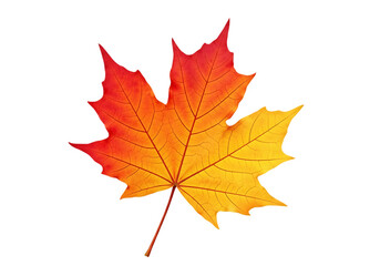 Vibrant Autumn Maple Leaf Isolated on Black Background Illustration