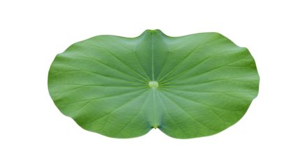Closeup of a vibrant green lotus leaf 3.