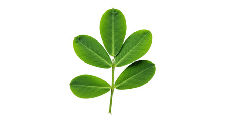 Closeup of a vibrant green moringa leaf.