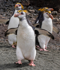 Group of four Royal Penguins on Maquarie Island